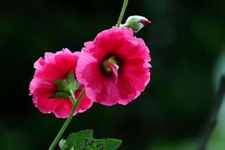 一、蜀葵的花語