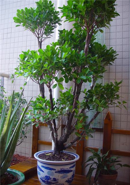 搖錢樹的花語(yǔ)