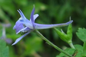 翠雀的花語和傳說
