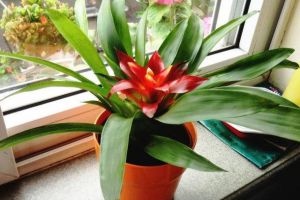 在家想養(yǎng)花，就選這“3種”，開花長達(dá)100天！