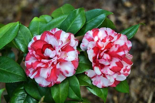年后就種“2種”花，花苞拳頭大，春天開花開滿枝
