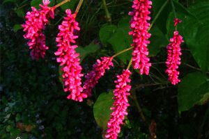 紅蓼的花語(yǔ)和傳說(shuō)