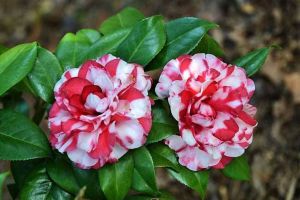 年后就種“2種”花，花苞拳頭大，春天開花開滿枝