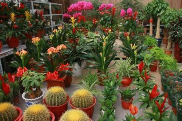 年前逛花市，這3種“花”不買，別買回家給自己添堵！