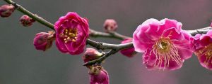 梅花的花語(yǔ)和象征意義