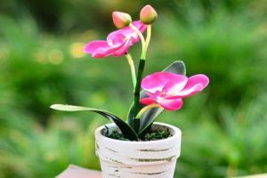 家里養(yǎng)盆“蝴蝶蘭”，開的花賽得過牡丹，過年過節(jié)最應(yīng)景！