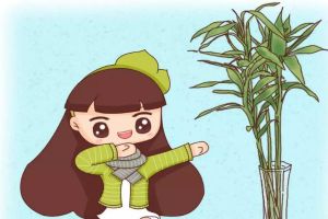 他家富貴竹，長成了9層寶塔，大吉大利，富貴逼人！
