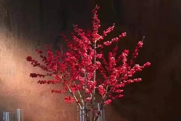 這花耐陰耐寒，剪根枝插瓶里，3天就開花，親戚鄰居搶著要！