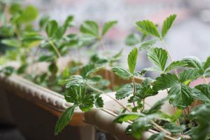 這“3種”菜種花盆里，比盆栽還“耐看”，20天就能吃！