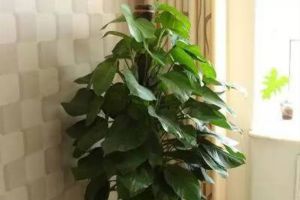 家里養(yǎng)花要注意，這“4個(gè)”地方要避開，養(yǎng)啥葉子都枯黃