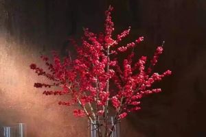 這花耐陰耐寒，剪根枝插瓶里，3天就開(kāi)花，親戚鄰居搶著要！