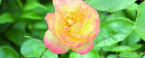 月季花用什么肥料最佳