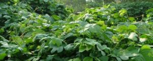 粉葛種植時(shí)間及管理，當(dāng)年可以采挖嗎