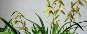 松樹皮種蘭花要加土嗎，怎么處理