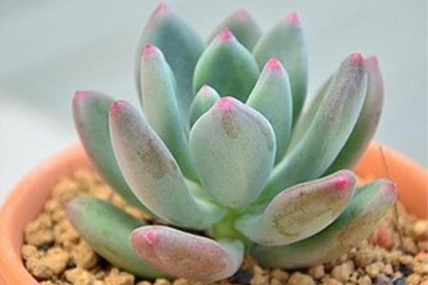 多肉這個(gè)位置，最愛招蟲子，不消滅，瘋狂傳染所有花！