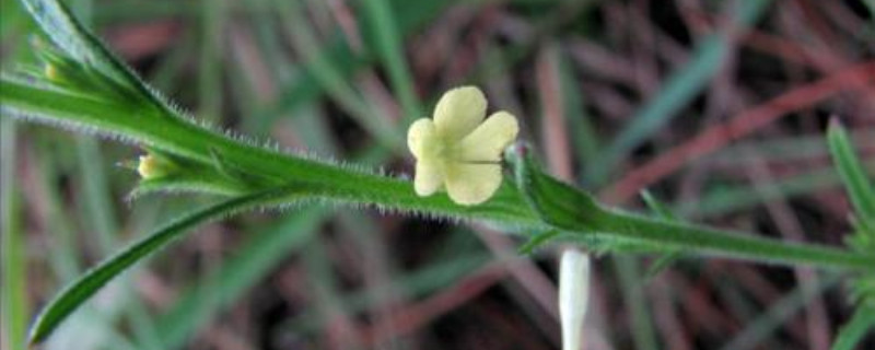 獨腳金的種植方法、栽培技術(shù)