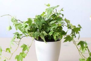 北陽臺光照不好，養(yǎng)花怎么辦？選這“5種”，陰涼地葉子也瘋長！