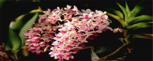 狐尾蘭怎么養(yǎng)，用什么種植