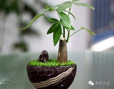 客廳擺放植物，全家喜氣