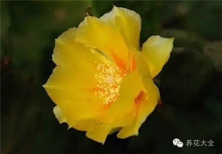 餐廳擺放植物，增加用餐情調(diào)