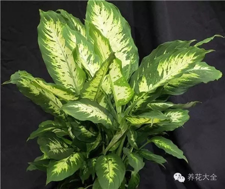 玄關(guān)擺放植物，利于事業(yè)和財富
