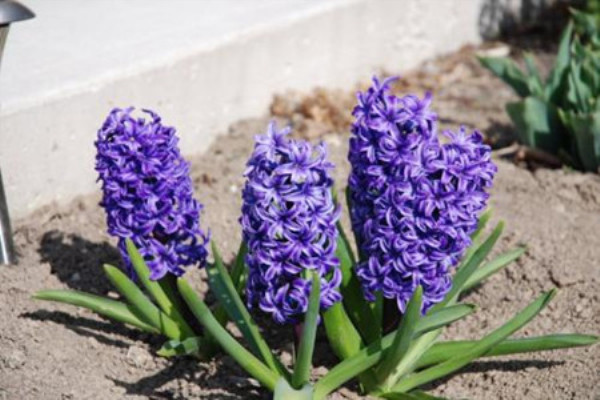 客廳里別養(yǎng)綠蘿、發(fā)財樹了！養(yǎng)這3種花多好，開花長滿枝，喜慶！