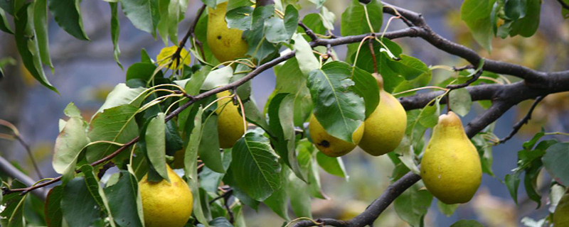 梨樹(shù)可以嫁接什么樹(shù)，蘋果和桃樹(shù)可以嗎