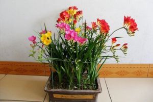 這種“花”芳香四溢，家里有盆“它”，滿屋香噴噴！