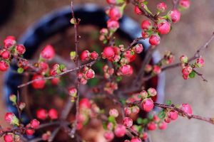 過年逛“花市”，這“3種”花要避開，買回家根本養(yǎng)不活！