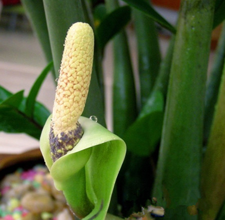 金錢樹開花