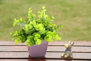 拒絕二手煙，8款客廳吸煙植物推薦