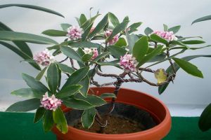 這“4種”花全身帶香味，家里擺一盆，味道清新更舒心！