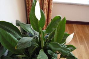 “木蘭花”真好看，學會這“5點”，著名植物家里養(yǎng)！