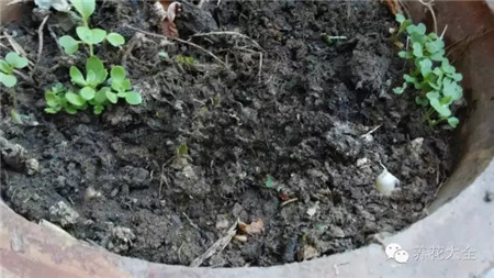準(zhǔn)備好花盆和土