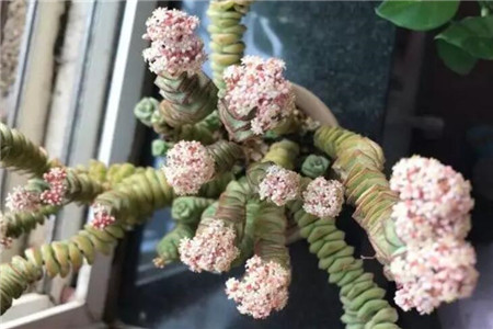 開(kāi)花的錢(qián)串
