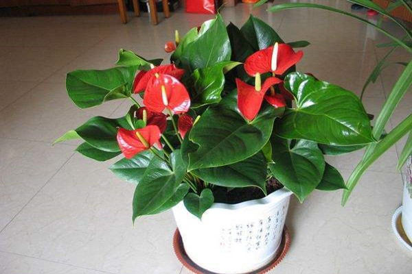 “4種”年宵花，春節(jié)養(yǎng)最合適，家里喜氣洋洋，過個團(tuán)圓年！