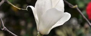 “白蘭花”怎么養(yǎng)？10個(gè)常見問題，一學(xué)就會(huì)！