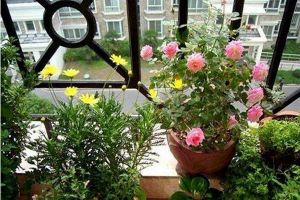 冬天“空氣”干，家里水培這“4種”花，清新氧氣足！