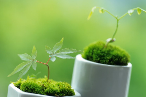 19種植物的擺放位置，讓家人更健康