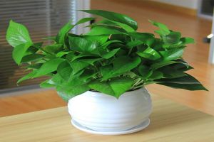 “綠蘿”冬天總黃葉，開春給它澆這3種水，葉子油綠長(zhǎng)的旺