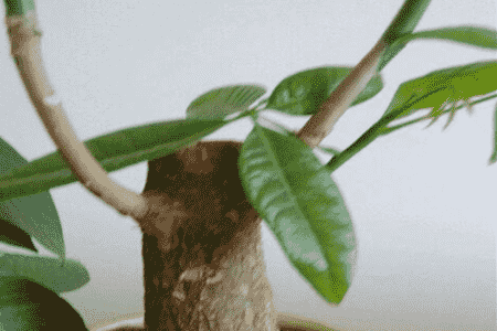 發(fā)財樹