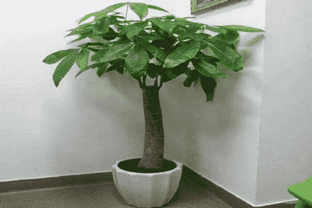 發(fā)財樹