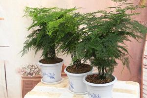 “文竹”換個方法養(yǎng)，葉子茂盛長滿盆，還不黃葉，好看！