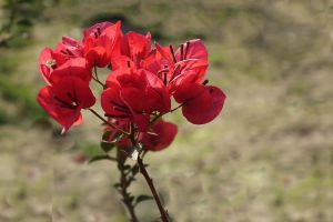 “三角梅”冬天這么養(yǎng)，零下也能冒“花苞”，花開滿盆都羨慕！
