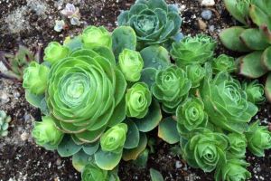 種“玫瑰”不一樣，花瓣長(zhǎng)得綠油油，平生第一次見(jiàn)！