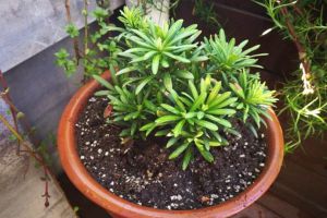 這種“貴氣”植株不用買，折根“枝條”，呼呼長出一整盆！