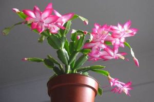 冬天在“蟹爪蘭”盆里埋上它，側(cè)邊嫩芽冒，花骨朵掛枝頭！