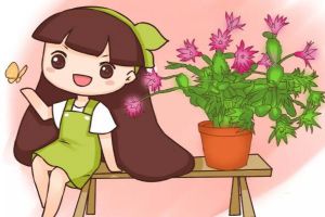 蟹爪蘭仙客來···開完花掐這里，再開2次，1次比1次猛！