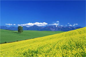 中國著名油菜花賞花地點