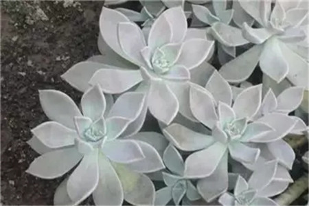 朧月
